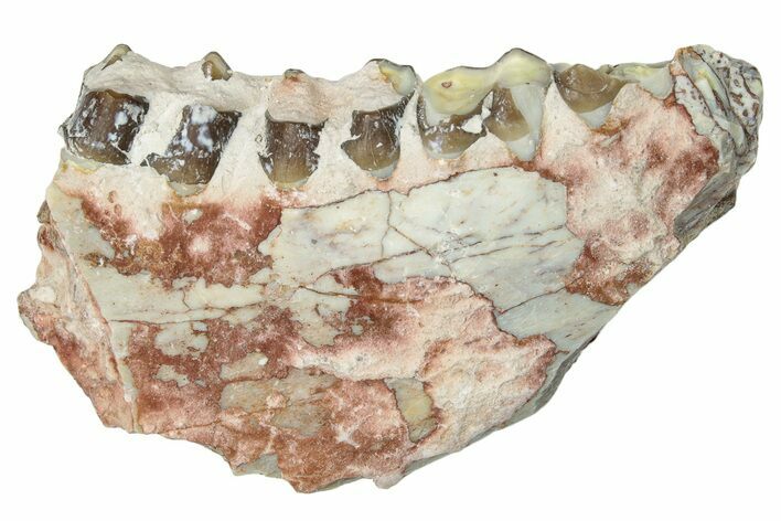 Oreodont (Merycoidodon) Jaw Section - South Dakota #250130